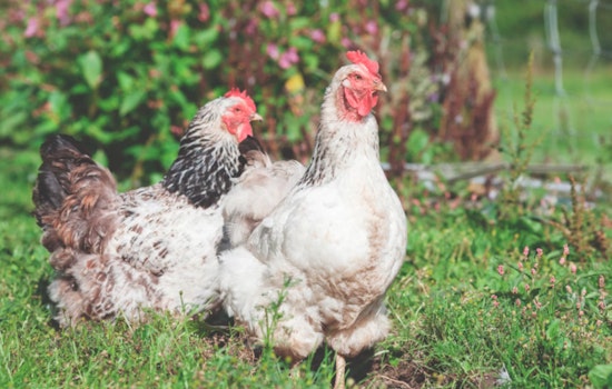 First Presumptive Human Case of Bird Flu Detected in Wisconsin Farmworker