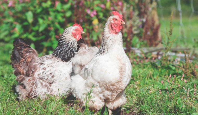 First Presumptive Human Case of Bird Flu Detected in Wisconsin Farmworker