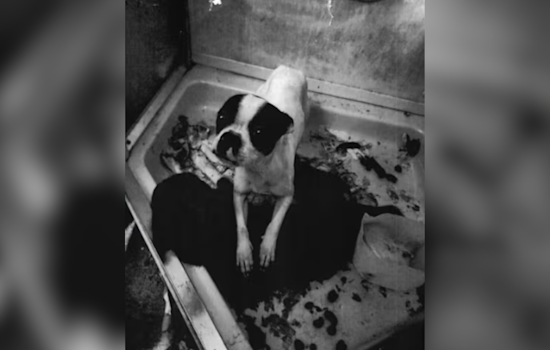 Florida Women Charged with Animal Cruelty After 32 Dogs Found in Poor Conditions in Ocoee Home