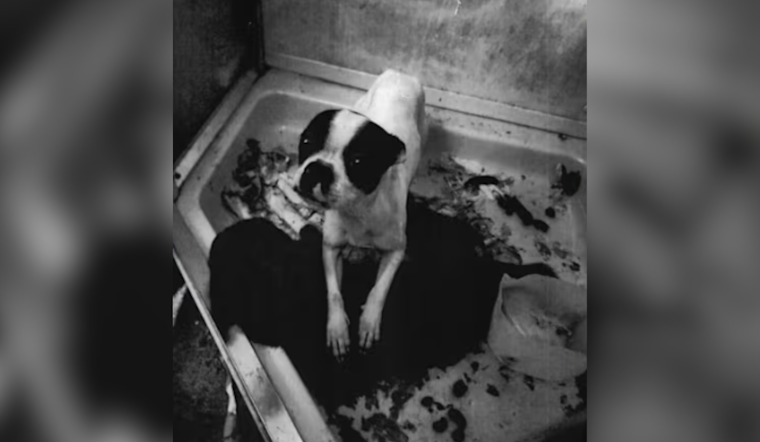 Florida Women Charged with Animal Cruelty After 32 Dogs Found in Poor Conditions in Ocoee Home