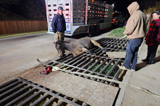 Fort Worth Fire Department Successfully Rescues Horse Trapped in Cattle Guard on Alta Vista Road