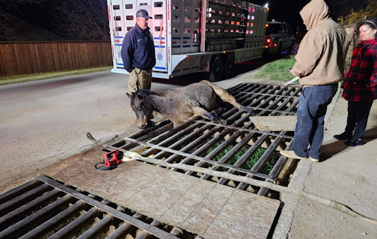 Fort Worth Fire Department Successfully Rescues Horse Trapped in Cattle Guard on Alta Vista Road
