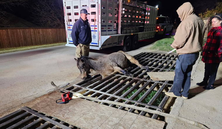 Fort Worth Fire Department Successfully Rescues Horse Trapped in Cattle Guard on Alta Vista Road