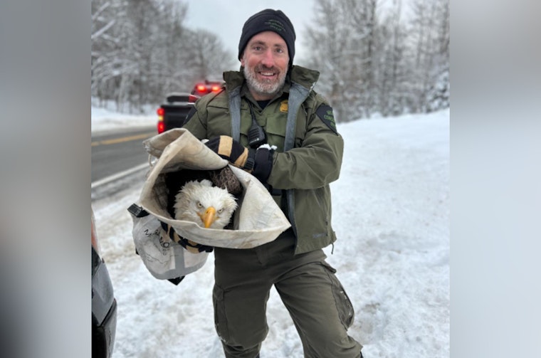 Four Bald Eagles Fatally Struck by Vehicles in Michigan's Upper Peninsula, Conservation Efforts Urged