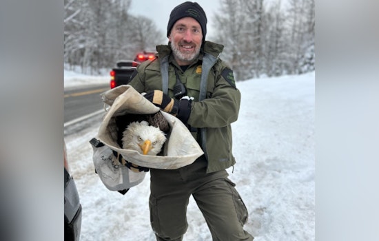 Four Bald Eagles Fatally Struck by Vehicles in Michigan's Upper Peninsula, Conservation Efforts Urged