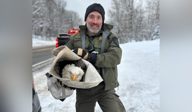 Four Bald Eagles Fatally Struck by Vehicles in Michigan's Upper Peninsula, Conservation Efforts Urged