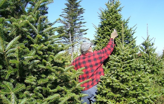 From Arizona to Massachusetts, Christmas Tree Farms Struggle Amid Drought and Heatwave Conditions