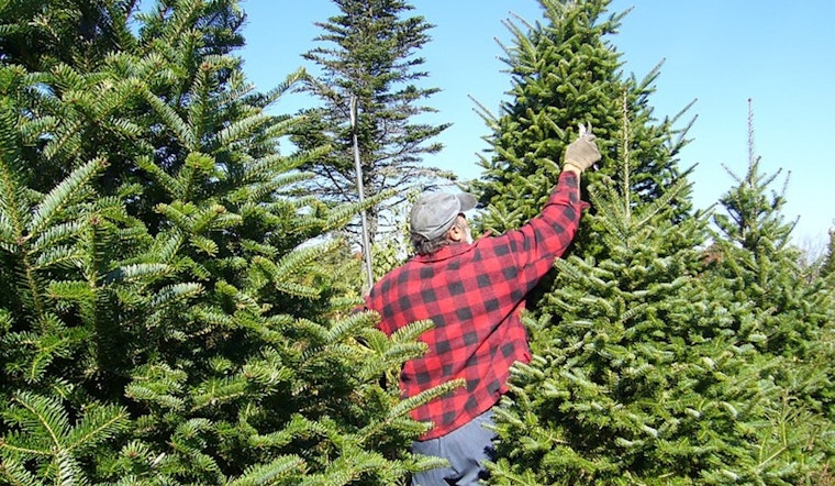 From Arizona to Massachusetts, Christmas Tree Farms Struggle Amid Drought and Heatwave Conditions