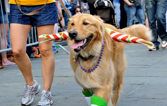 Furry Festivities Ahead: Mt. Adams's Annual Reindog Parade to Delight Cincinnatians This Weekend