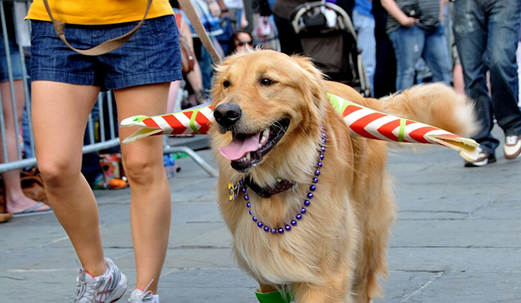 Furry Festivities Ahead: Mt. Adams's Annual Reindog Parade to Delight Cincinnatians This Weekend