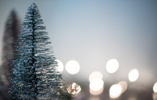 Galt Sea Scouts Persevere Despite Repeated Thefts at Christmas Tree Lot