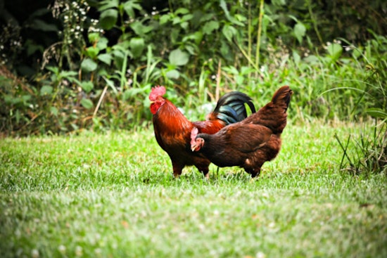 Galveston County Reports First Bird Flu Case in Texas City, Health Officials Urge Caution