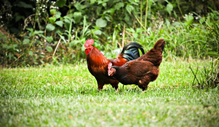 Galveston County Reports First Bird Flu Case in Texas City, Health Officials Urge Caution