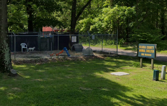 Geauga County in Turmoil: Dog Warden's Fate Uncertain, Shelter Receives $250K Amid Public Backlash