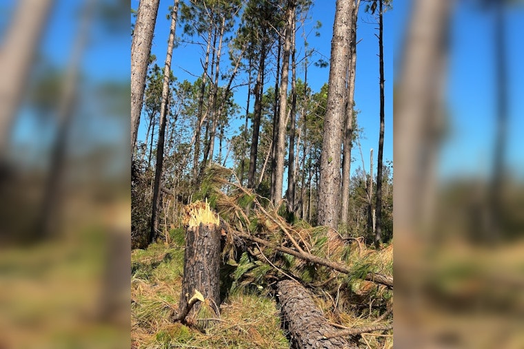 Georgia Timber Industry Suffers $1.2 Billion Blow From Hurricane Helene, Recovery in Doubt