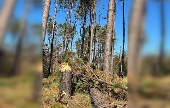 Georgia Timber Industry Suffers $1.2 Billion Blow From Hurricane Helene, Recovery in Doubt