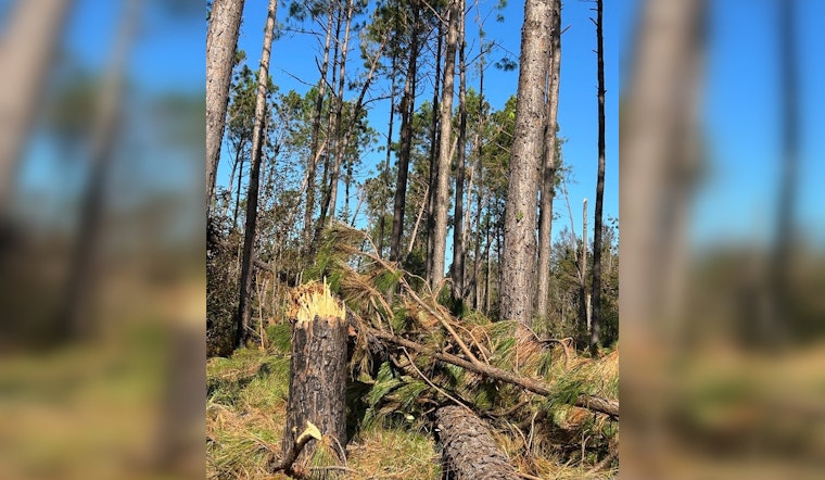 Georgia Timber Industry Suffers $1.2 Billion Blow From Hurricane Helene, Recovery in Doubt