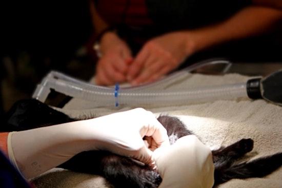 Gilbert Embarks on Compassionate Approach to Feral Cat Issue with Trap-Neuter-Return Pilot Program