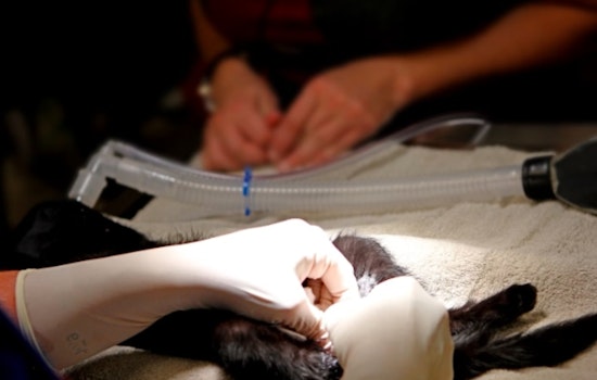 Gilbert Embarks on Compassionate Approach to Feral Cat Issue with Trap-Neuter-Return Pilot Program