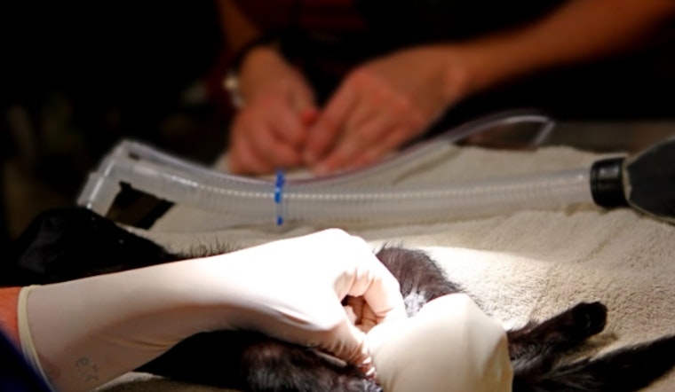 Gilbert Embarks on Compassionate Approach to Feral Cat Issue with Trap-Neuter-Return Pilot Program