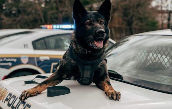 Glendale Police Lead Maricopa County in Funding Retired K-9 Officers' Medical Care