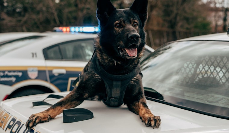 Glendale Police Lead Maricopa County in Funding Retired K-9 Officers' Medical Care