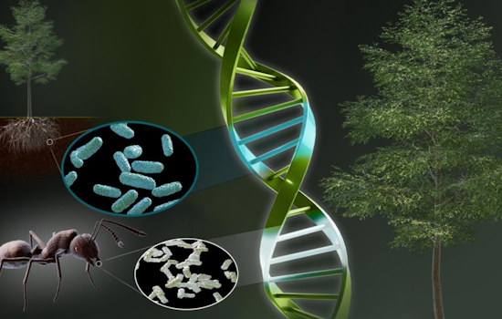 "Booster" Gene Supercharges Plants and Skyrockets Crop Potential in ORNL and University of Illinois Breakthrough