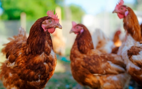H5 Avian Influenza Detected in Wastewater at Flagstaff Reclamation Plants, Public Risk Assessed as Minimal