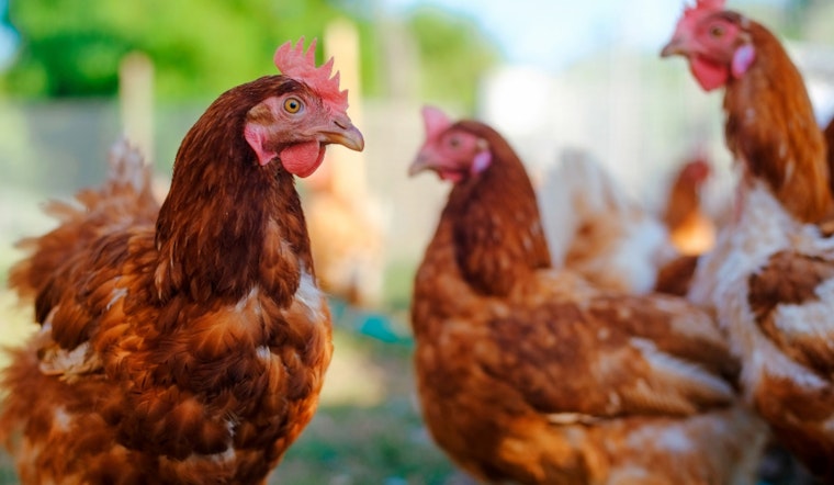 H5 Avian Influenza Detected in Wastewater at Flagstaff Reclamation Plants, Public Risk Assessed as Minimal