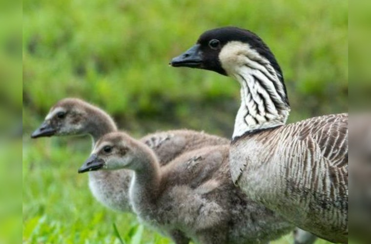 Hawaii Battles Avian Flu, 9 Birds Euthanized in Pearl Harbor Linked to Wahiawa Sanctuary Outbreak