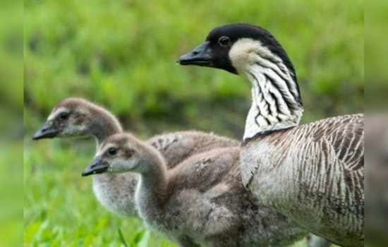 Hawaii Battles Avian Flu, 9 Birds Euthanized in Pearl Harbor Linked to Wahiawa Sanctuary Outbreak