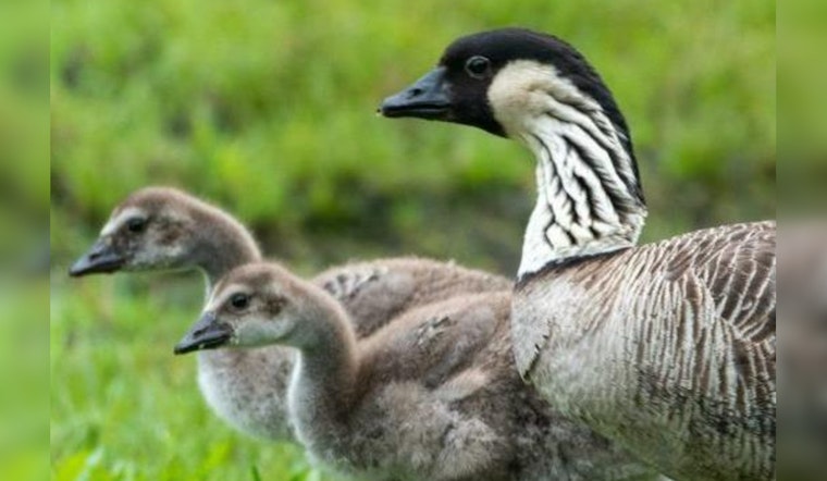 Hawaii Battles Avian Flu, 9 Birds Euthanized in Pearl Harbor Linked to Wahiawa Sanctuary Outbreak