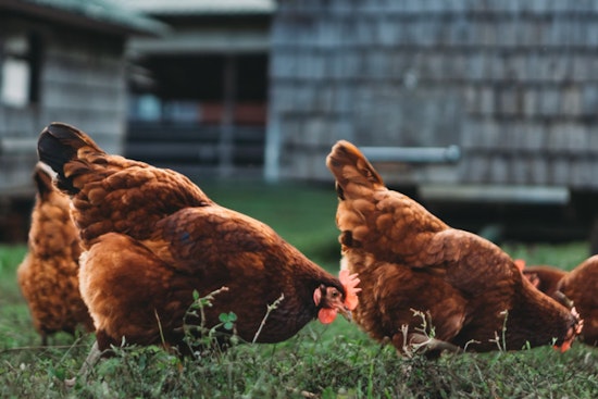 Hawai‘i Halts Interisland Poultry Transport to Curb Bird Flu Spread