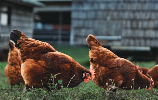 Hawai‘i Halts Interisland Poultry Transport to Curb Bird Flu Spread