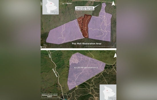 Hawai'i Island Announces Special Feral Pig Hunt to Control Invasive Species