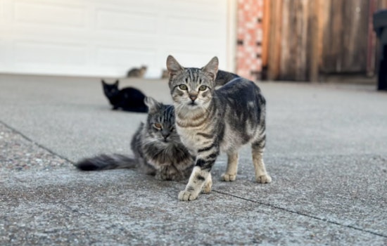 Henderson Launches Year-Long Pilot Program to Address Stray Cat Crisis with Trap-Neuter-Release Strategy