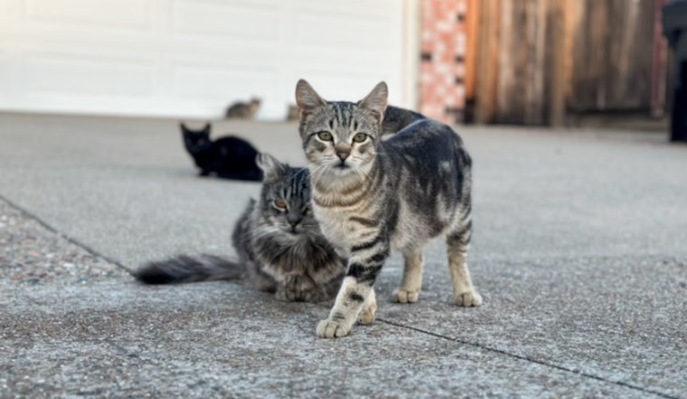 Henderson Launches Year-Long Pilot Program to Address Stray Cat Crisis with Trap-Neuter-Release Strategy