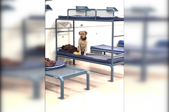 Hennepin County Jail Welcomes Goose, the Narcotics K-9, to Thwart Drug Contraband