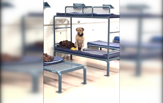 Hennepin County Jail Welcomes Goose, the Narcotics K-9, to Thwart Drug Contraband