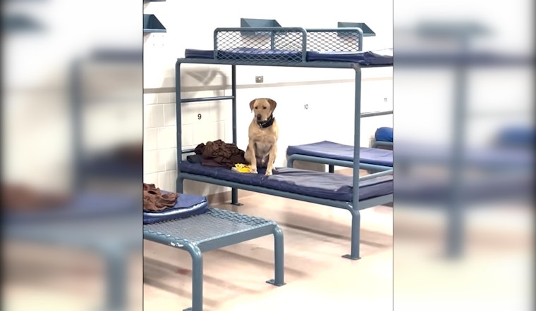 Hennepin County Jail Welcomes Goose, the Narcotics K-9, to Thwart Drug Contraband