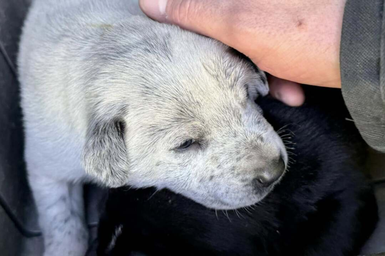 Heroic Actions by Adams County Firefighters Save Puppies from Brush Fire Near Denver Interchange