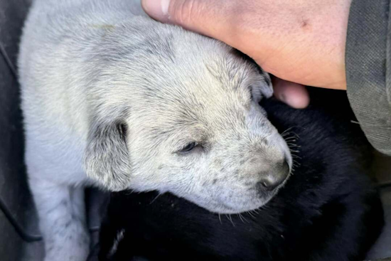Heroic Actions by Adams County Firefighters Save Puppies from Brush Fire Near Denver Interchange