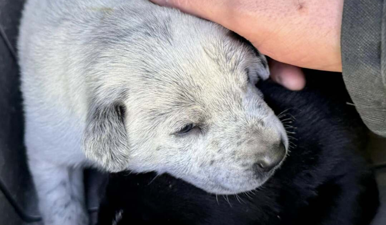 Heroic Actions by Adams County Firefighters Save Puppies from Brush Fire Near Denver Interchange