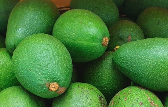 Hill County Deputies Recover Over 34K Stolen Avocados in Routine Traffic Stop Near Laredo
