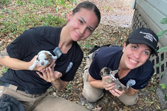 Hillsborough County Animal Control Saves Mother Dog and Newborn Puppies from Under Abandoned House
