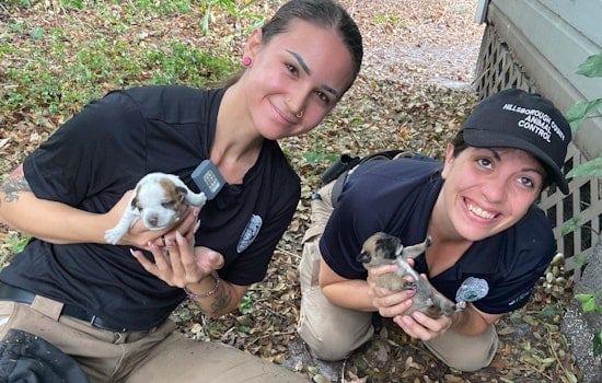 Hillsborough County Animal Control Saves Mother Dog and Newborn Puppies from Under Abandoned House