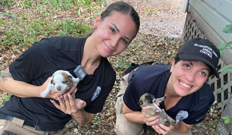Hillsborough County Animal Control Saves Mother Dog and Newborn Puppies from Under Abandoned House