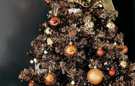Hillsborough County Offers Eco-Friendly Christmas Tree Disposal Options in Tampa and Gibsonton