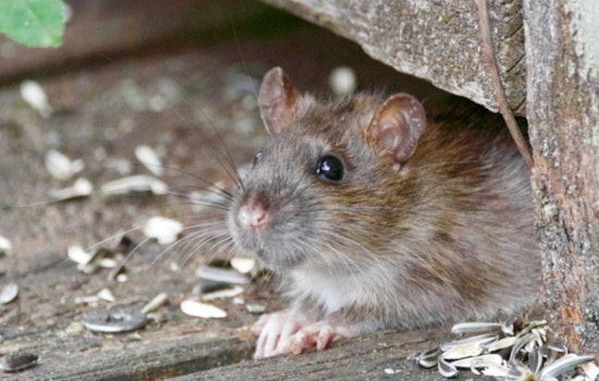 Houston Residents in Senior Living and Housing Complexes Face Severe Rat Infestations, Health at Risk
