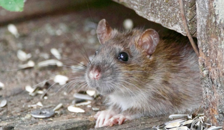 Houston Residents in Senior Living and Housing Complexes Face Severe Rat Infestations, Health at Risk